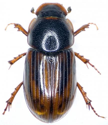 Réf. 239 862 : Agolius abdominalis abdominalis
